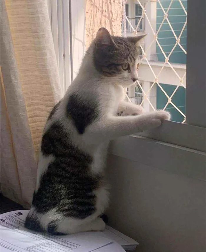 Gato ra a SRD idade 2 a 6 meses nome .