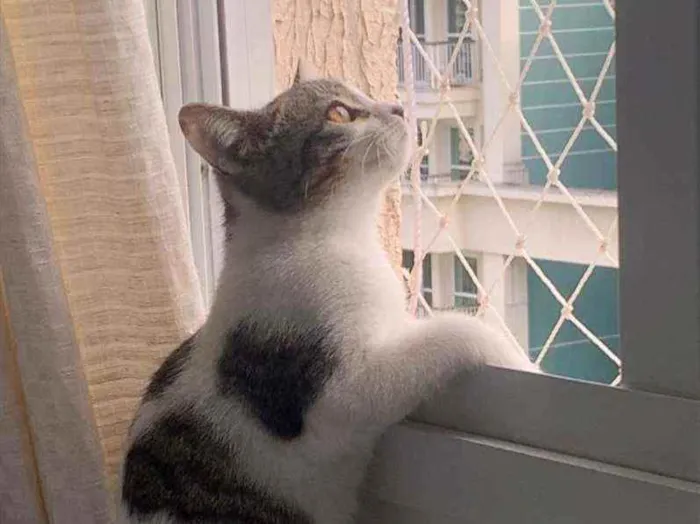 Gato ra a SRD idade 2 a 6 meses nome .
