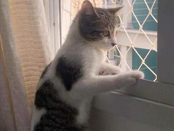 Gato ra a SRD idade 2 a 6 meses nome .