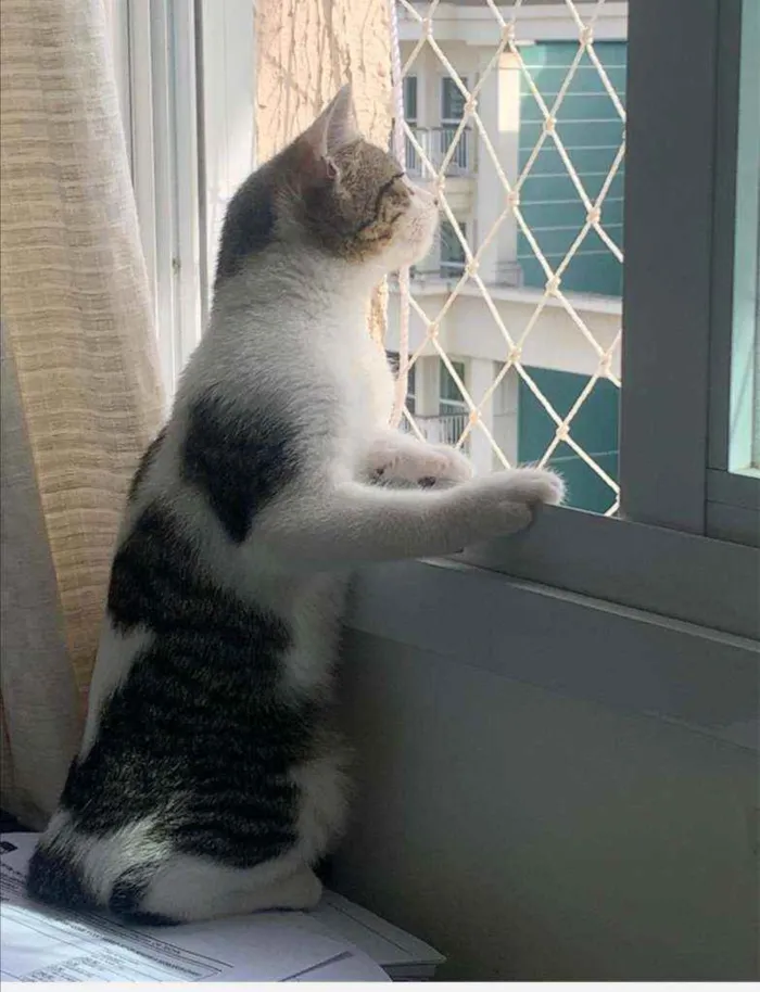 Gato ra a SRD idade 2 a 6 meses nome .