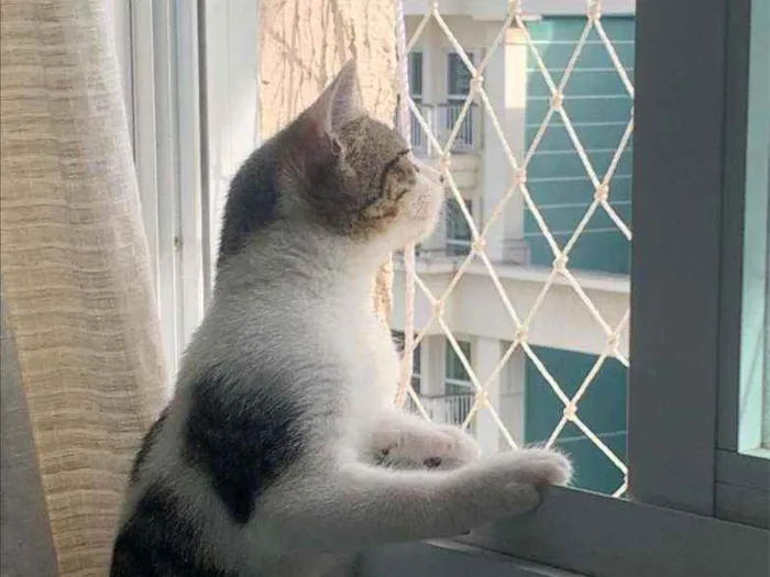 Gato ra a SRD idade 2 a 6 meses nome .