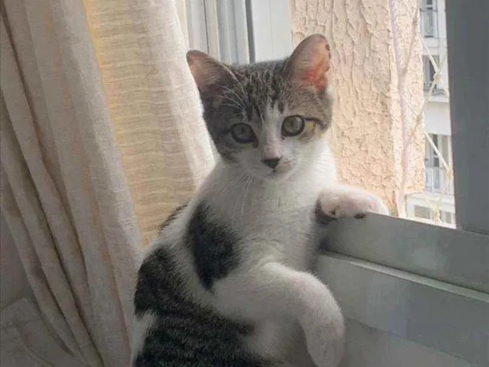 Gato ra a SRD idade 2 a 6 meses nome .