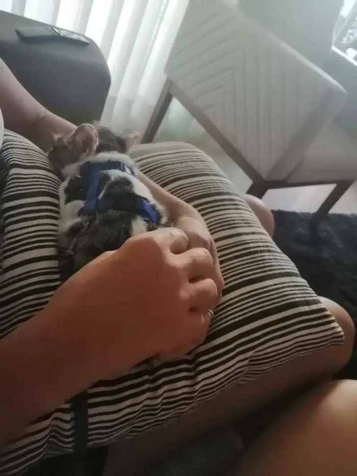 Gato ra a SRD idade 2 a 6 meses nome .