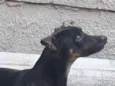 Scooby