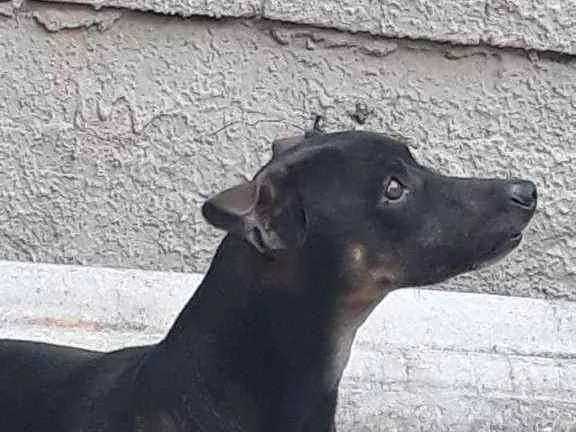 Cachorro ra a  idade  nome Scooby
