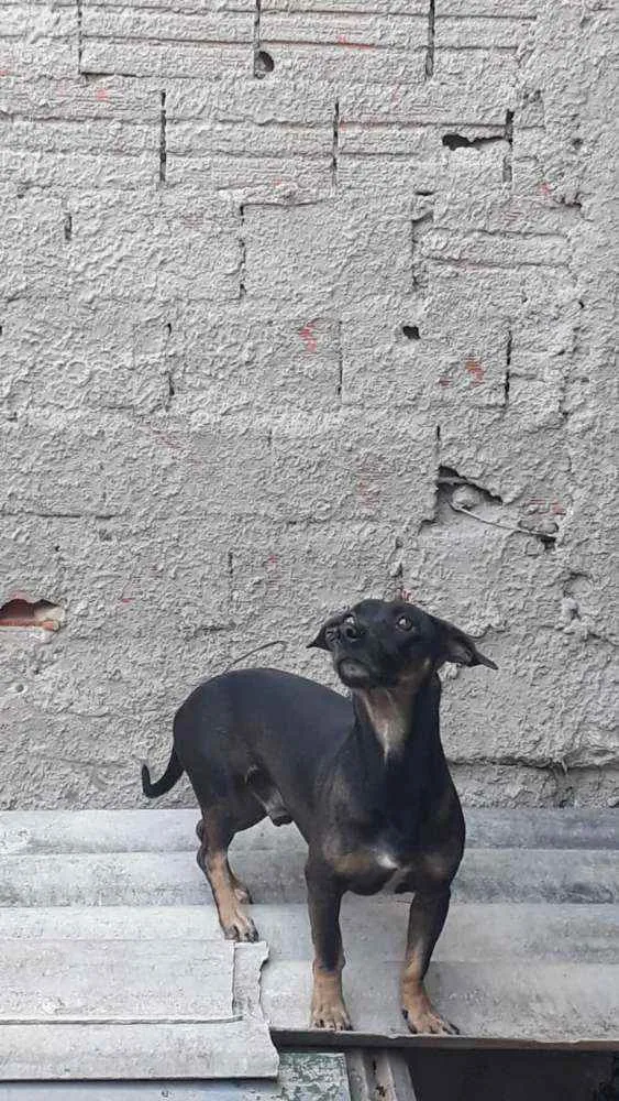 Cachorro ra a  idade  nome Scooby