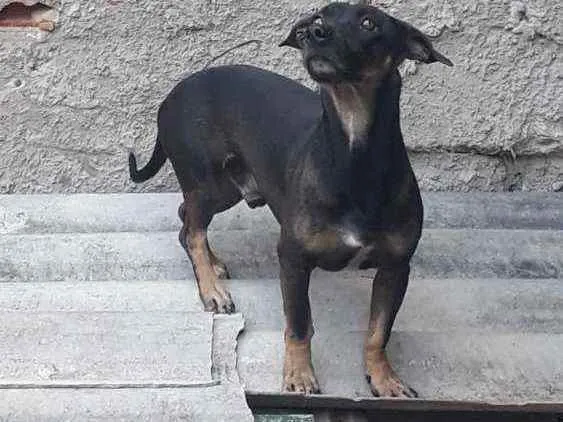 Cachorro ra a  idade  nome Scooby