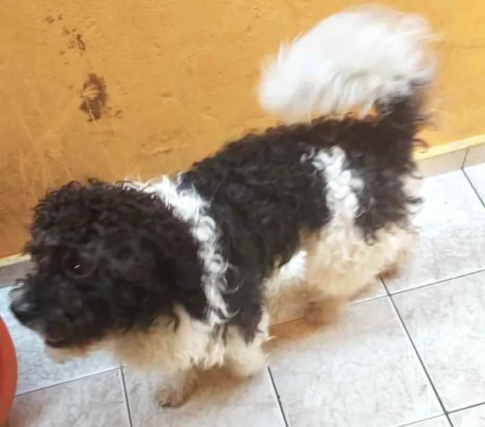 Cachorro raça Srd idade 1 ano nome Teo fofo demais 