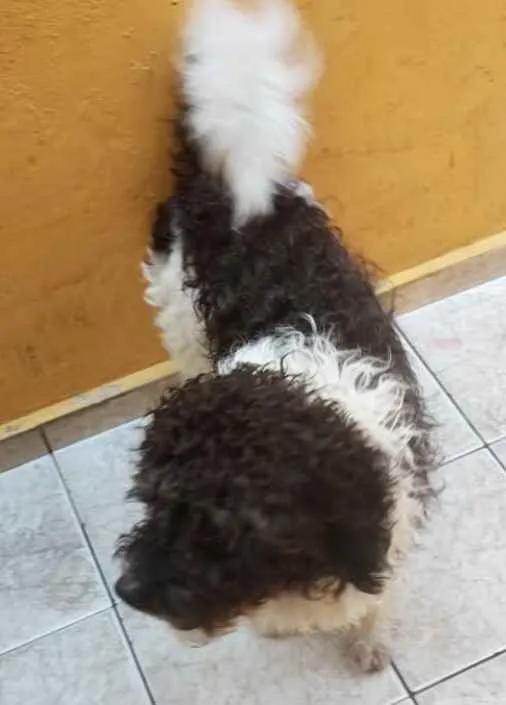 Cachorro raça Srd idade 1 ano nome Teo fofo demais 