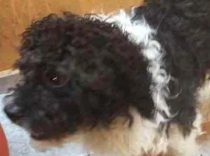 Cachorro raça Srd idade 1 ano nome Teo fofo demais 