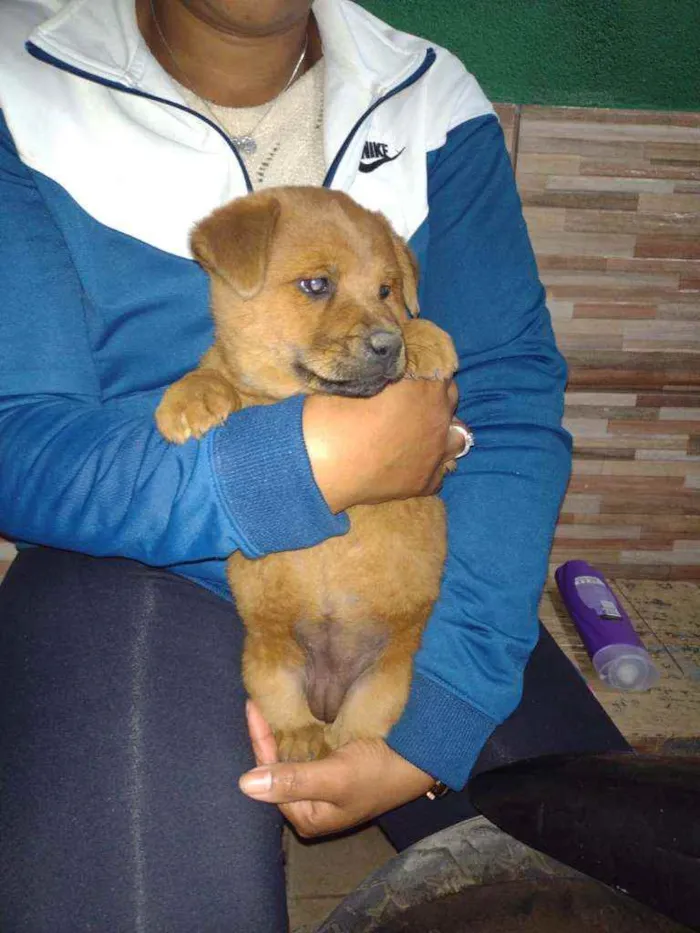 Cachorro ra a Indefinida idade 2 a 6 meses nome Fofona