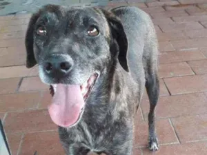 Cachorro raça SRD idade 2 anos nome Tigresa