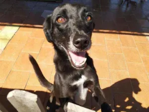 Cachorro raça SRD idade 4 anos nome Lobinha