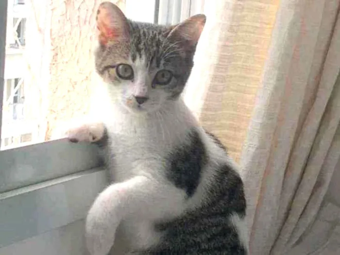 Gato ra a SRD idade 2 a 6 meses nome .