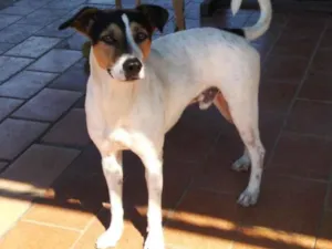 Cachorro raça Srd idade 2 anos nome Grandão 
