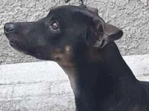 Cachorro raça  idade  nome Scooby