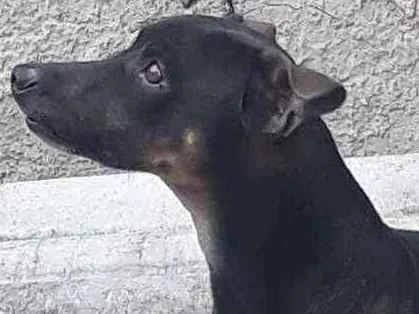 Cachorro ra a  idade  nome Scooby