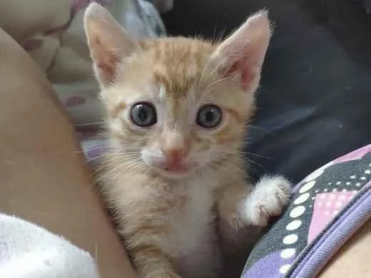 Gato ra a SRD idade 2 a 6 meses nome Kiko e Pingo 