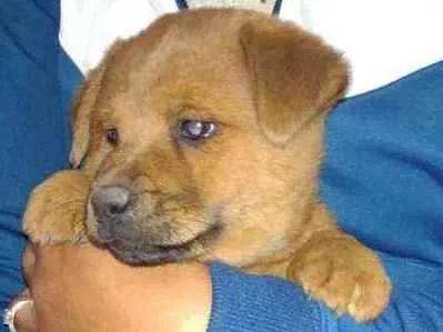 Cachorro ra a Indefinida idade 2 a 6 meses nome Fofona