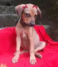 Cachorro raça  idade 2 a 6 meses nome Emília Filhotinha