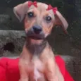 Cachorro raça  idade 2 a 6 meses nome Emília Filhotinha