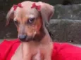Cachorro raça  idade 2 a 6 meses nome Emília Filhotinha
