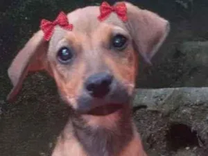 Cachorro raça  idade 2 a 6 meses nome Emília Filhotinha