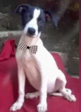 Cachorro raça  idade 2 a 6 meses nome Lyon Filhotinho
