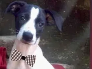 Cachorro raça  idade 2 a 6 meses nome Lyon Filhotinho