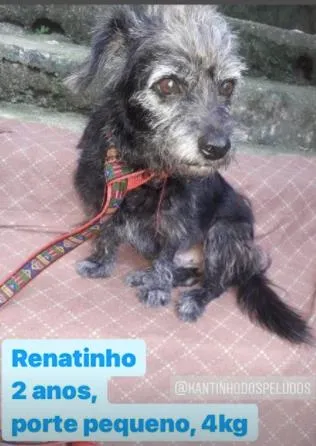 Renatinho Pequenino