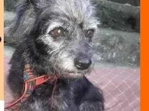 Cachorro raça  idade 2 anos nome Renatinho Pequenino