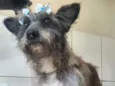 Cachorro raça  idade 2 anos nome Juliete Pequena