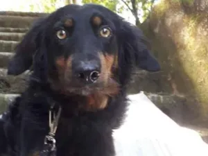Cachorro raça  idade 1 ano nome Marley