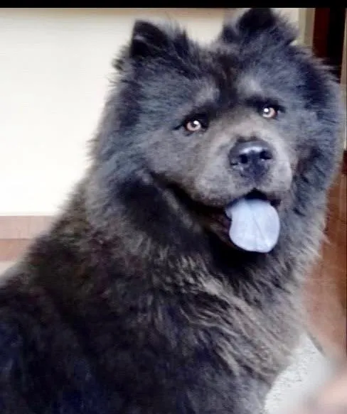 Cachorro ra a ChowChow idade 3 anos nome Kira