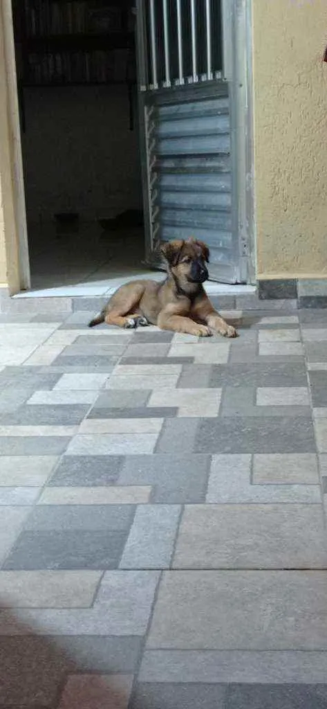 Cachorro ra a Vira lata  idade 2 a 6 meses nome Sky