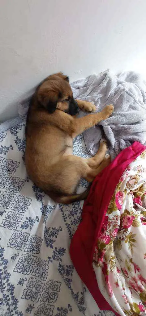 Cachorro ra a Vira lata  idade 2 a 6 meses nome Sky