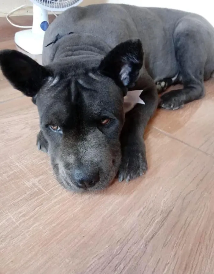 Cachorro ra a ChowChow idade 3 anos nome Kira