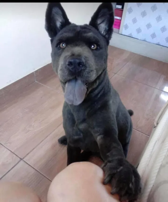 Cachorro ra a ChowChow idade 3 anos nome Kira