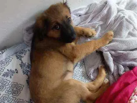 Cachorro ra a Vira lata  idade 2 a 6 meses nome Sky