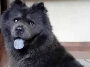 Cachorro raça ChowChow idade 3 anos nome Kira