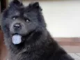 Kira