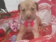Cachorro raça  idade 2 a 6 meses nome Alesha Bebezinha