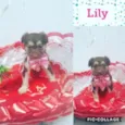 Cachorro raça  idade 2 a 6 meses nome Lily Bebezinha