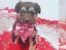 Cachorro raça  idade 2 a 6 meses nome Lily Bebezinha