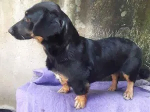 Cachorro raça  idade 3 anos nome Diana