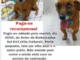 bachote