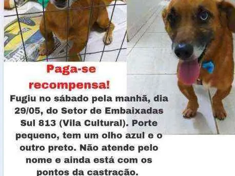Cachorro ra a srd idade 1 ano nome bachote