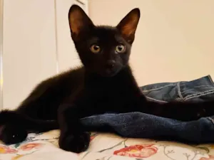 Gato raça Pelo curto  idade 2 a 6 meses nome Ainda sem nome 