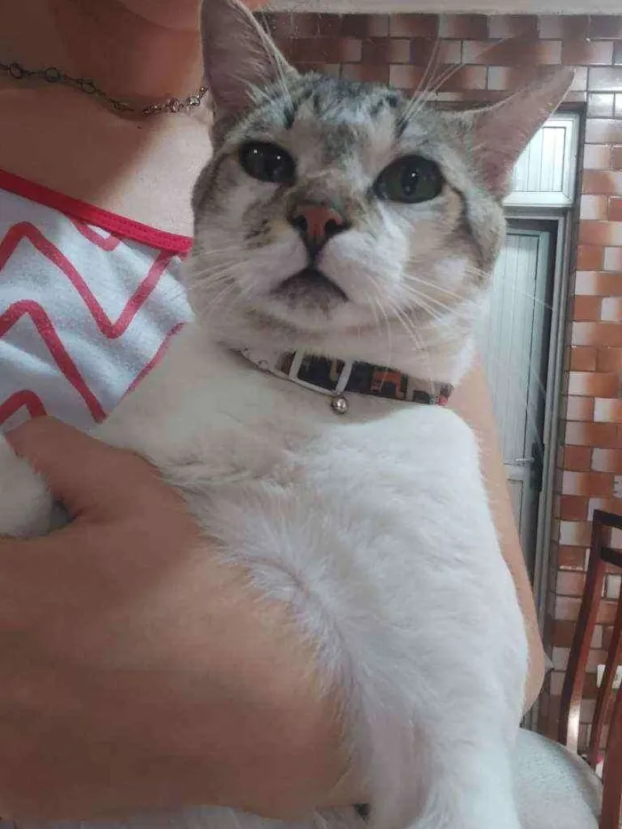 Gato ra a  idade 2 anos nome Leon