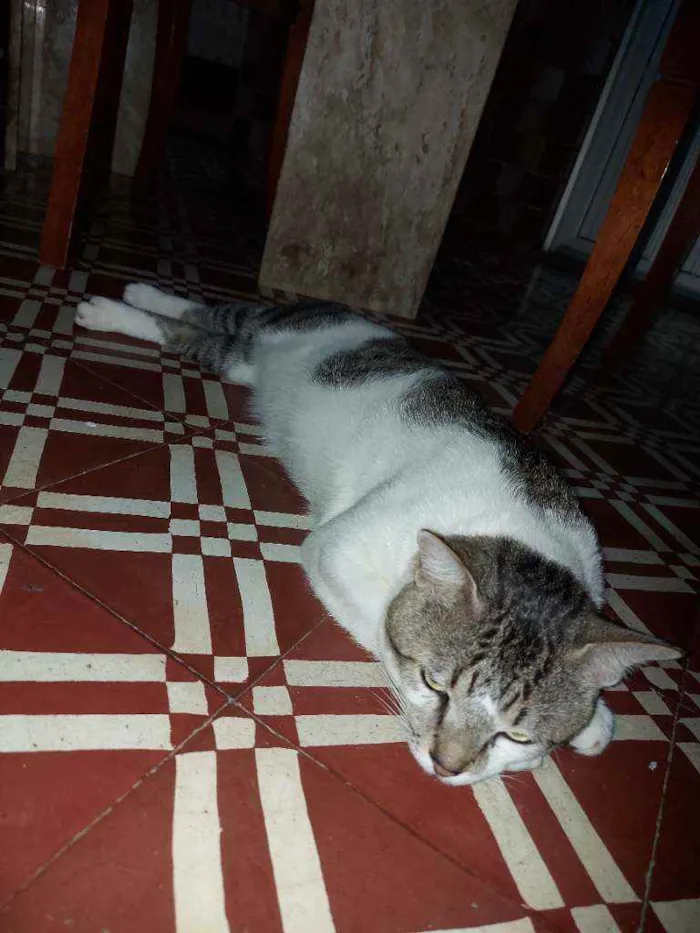 Gato ra a  idade 2 anos nome Leon